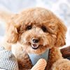emmiebeardoodle_