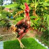 mini_farm.15