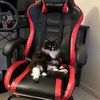 killerfoxy2121