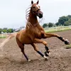 horsy_87
