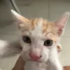 hellomyth