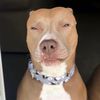 @knight_thepit