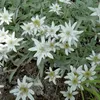 leontopodium_alpinum