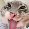 neihsz