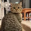 meow250899