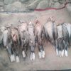 balochuser615741786