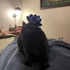 funkycats64