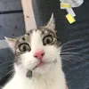 laffster