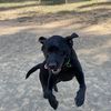 peepetepee