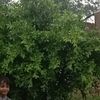 bilalkhan4290