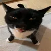 el_gat0x