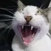 lautiiiii6