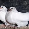 saidibrahim669