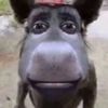 lebarusu