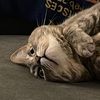 cherrybobomb69