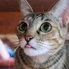 xuanmaimeow