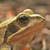 literallyjustfrog
