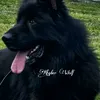 khyberwolf