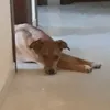 ressiguess