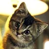 catngaming