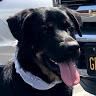 hello_beardog