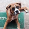 dakotitatheboxer