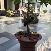 hoan_khanh
