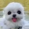 lealuvspuppies
