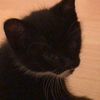 activemanatee57