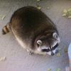 memes_thiccc_racon