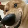 lynguyenvl1