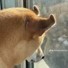 trinh_tuu