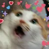 friendlyneighboorhoodcat