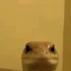 rubbynguyen3