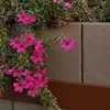 fleurs299