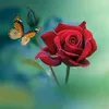 rourourourou953