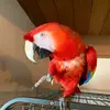 blaisingkane26