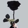 blackrose_240