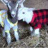 lilly.the.goat