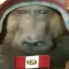 monoperuanocondown