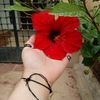 mimitou_