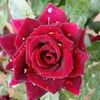 user04529091