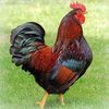motochicken