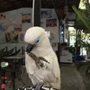doremonkaka