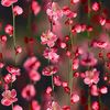 varshika492