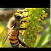 ملك النحل🐝🍯