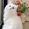 catiabbasi