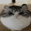 sassywizard0