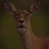 adammagdy75