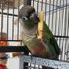 rio_the_greencheek